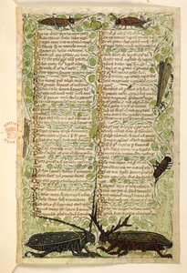 Add. 28841, f.2: Gehörnte Käfer, Grillen und eine Heuschrecke. Traktat über die Tugenden und Laster und eine anonyme Prosageschichte Siziliens (Fragment) Cocharelli von Master of the Cocharelli Codex
