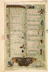 Wespen, Motten, Libellen und eine Raupe, aus einem Traktat über die Tugenden und Laster und einer anonymen Prosageschichte Siziliens (Fragment), ca. 1330-40 von Master of the Cocharelli Codex