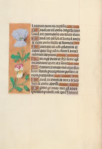 Stundenbuch der Königin Isabella der Katholischen, Königin von Spanien: Fol. 120v von Master of the First Prayerbook of Maximillian