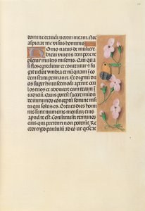 Stundenbuch der Königin Isabella der Katholischen, Königin von Spanien: Fol. 238r, ca. 1500 von Master of the First Prayerbook of Maximillian