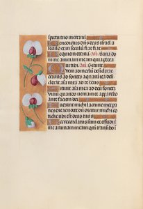 Stundenbuch der Königin Isabella der Katholischen, Königin von Spanien: Fol. 242v, ca. 1500 von Master of the First Prayerbook of Maximillian