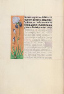Stundenbuch der Königin Isabella der Katholischen, Königin von Spanien: Fol. 79v, ca. 1500 von Master of the First Prayerbook of Maximillian