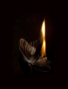 Brennender Schmetterling 13, 2013