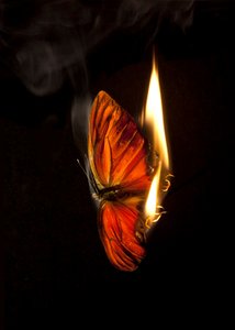 Brennender Schmetterling 2