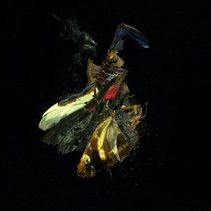 Insektizid 18 von Mat Collishaw
