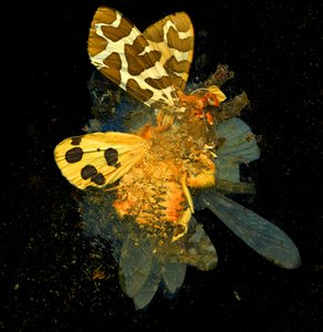 Insektizid 24, 2008 von Mat Collishaw