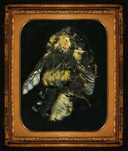Insektizid 2 von Mat Collishaw