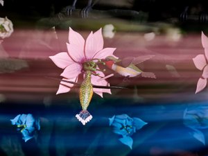 Die Zentrifugalseele, 2016 von Mat Collishaw