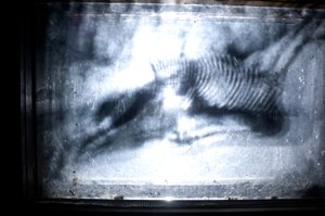 Wurmfarm, 2009 von Mat Collishaw
