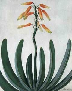 Aloe Striata von Matilda Conyers