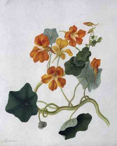 Tropaeolum von Matilda Conyers