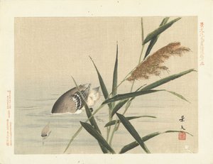 Tauchende Ente bei Schilf. Blumen- und Vogelskizzen von Keibun - Teil drei