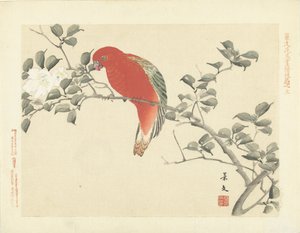 Roter Papagei auf Ast mit weißen Blumen