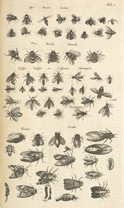 Tab I, Bienen und Wespen, Illustration aus 