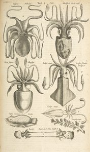 Tafel I, Oktopus, Illustration aus 