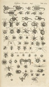 Tafel XVIII, Skorpione und Spinnentiere, Illustration aus 