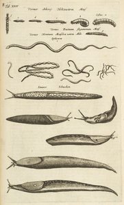 Tafel XXIV, Schnecken und Würmer, Illustration aus 