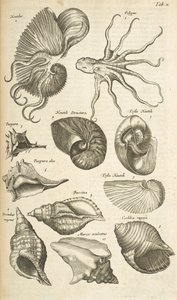 Tafel X, Oktopus und Nautilus-Schalen, Illustration aus 