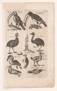 Tukane und andere Vögel von Matthaus Merian