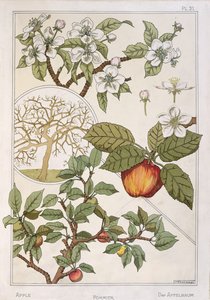 Apfelbaum, Früchte und Blumen, aus 