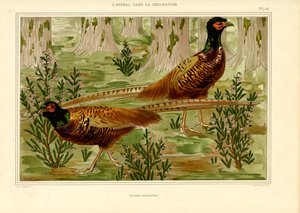 Naturalistisches Fasanenpaar im Wald (Lithografie)