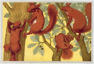Eichhörnchen, aus 
