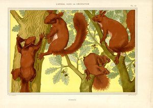 Eichhörnchen in einer Eiche