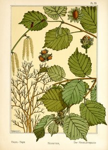 Der Haselbaum von Maurice Pillard Verneuil