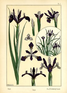 Die Iris