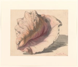 Muschel