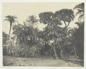 Bois de Dattiers et de Palmiers Doums, Oberägypten von Maxime Du Camp