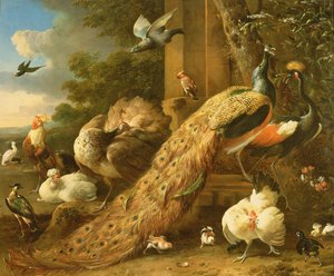 Pfau, Sittich, Pelikan, Kranich und Geflügel