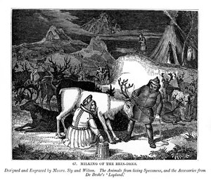 Melken des Rentiers, 1843 von Messrs Sly and Wilson