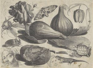 Studienblatt mit Zeichenbeispielen: Köpfe, Tiere und Früchte