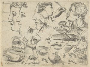 Studienblatt mit Zeichenbeispielen: Köpfe, Körperteile und Tiere von Michael Snijders