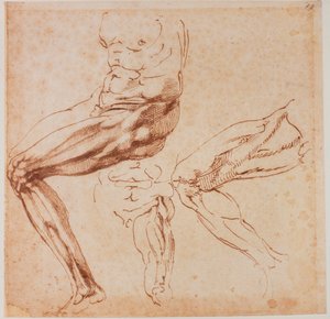 Beinstudien von Michelangelo Buonarroti