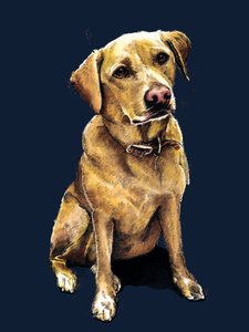 Daisy der Labrador auf Mitternachtsblau, 2020 von Mike Davis