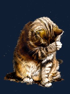 Smallfry die Katze auf Mitternachtsblau