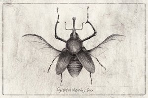 Cyrtotrachelus Dux
