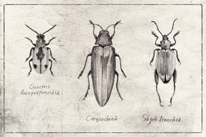 Insektensymphonie