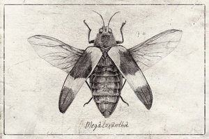Komplexe Insektenskizze