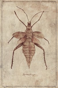 Vintage Insektenillustration