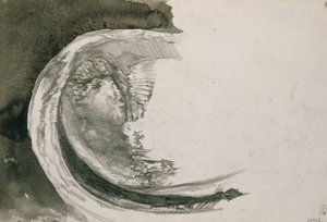 Perlenmuschel, 1904