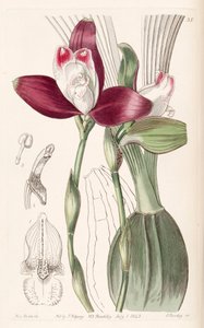 Lycaste macrophylla (als syn. Lycaste plana) von Miss Drake