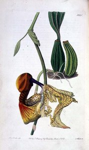 Orchidee: Laelia autumnalis, veröffentlicht von I. Ridgway
