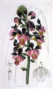 Orchis Lissochilus Roseus, veröffentlicht von I. Ridgway