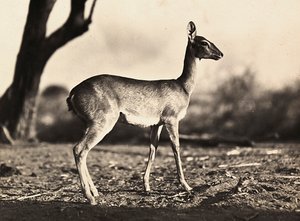 „Ein Imperium aufbauen“ im faschistischen Zeitalter: eine Ziege von Setit, 09/05/1936 von Modestino Baldinetti