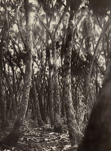 Ein Hain von Dum-Palmen, 09/05/1936 von Modestino Baldinetti