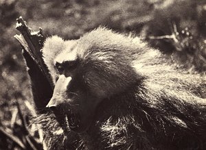 „Ein Imperium aufbauen“ im faschistischen Zeitalter: ein Affe, 09/05/1936 von Modestino Baldinetti