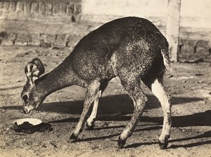 Ein Antilope, 09/05/1936
